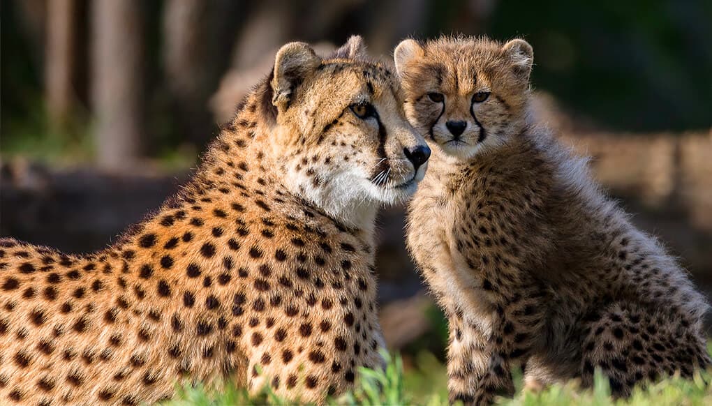 Why Corporate Teams Are Choosing Safari Retreats in Kenya