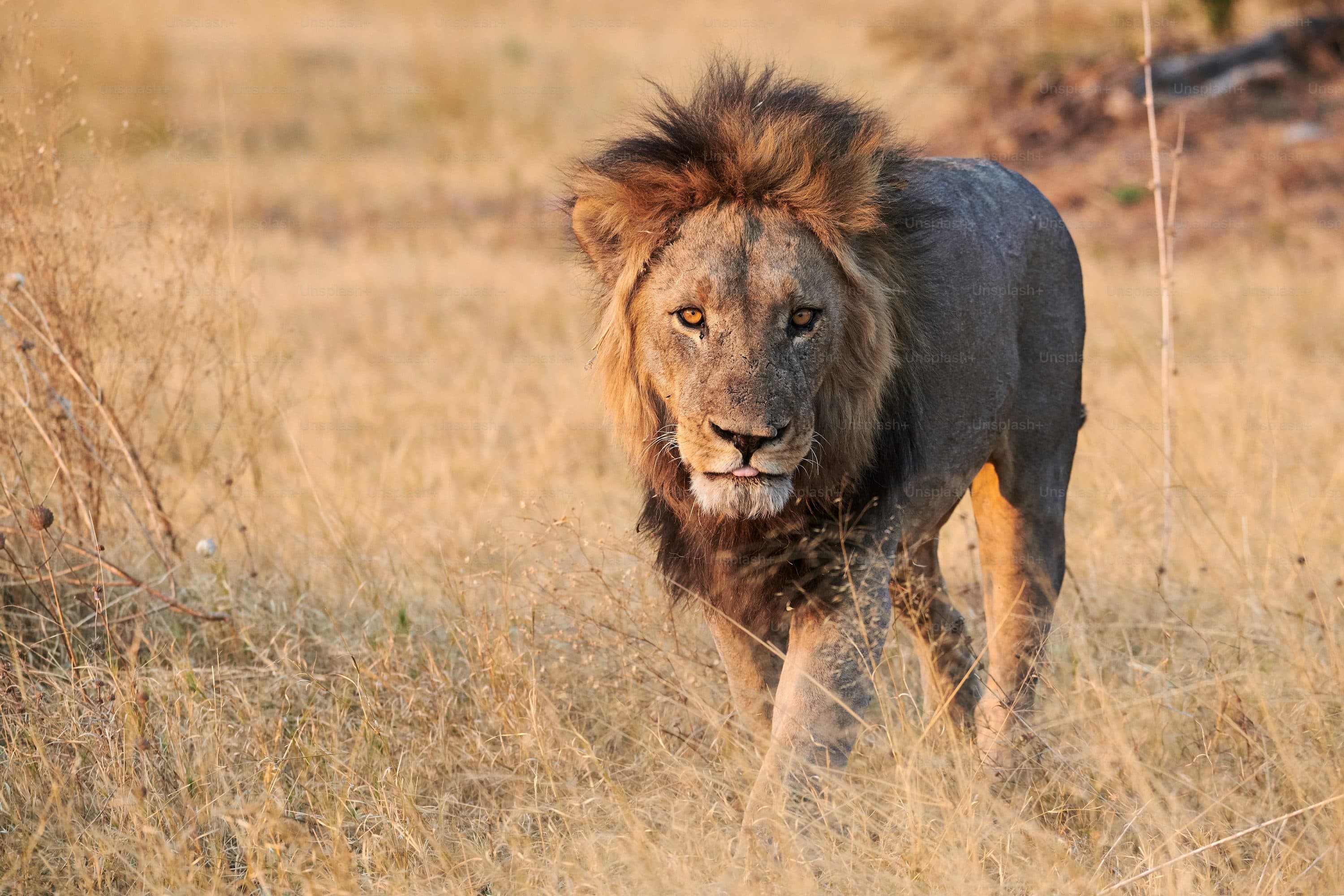 Safari, Beach or Both? How to Choose the Right Kenya Holiday