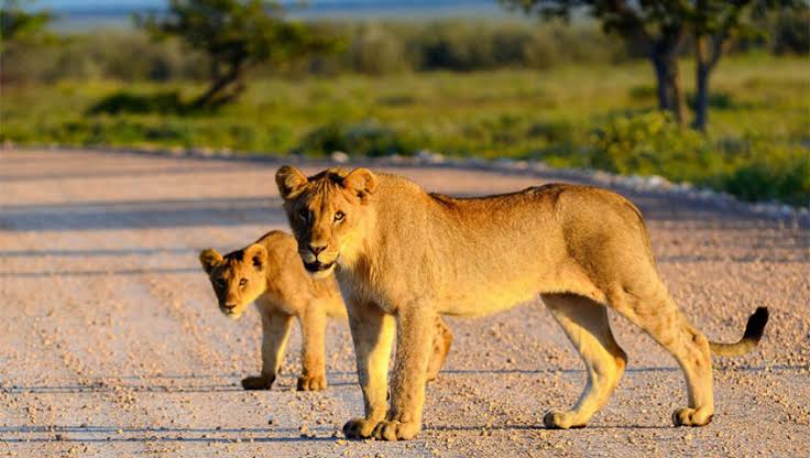 3-Day Amboseli Safari