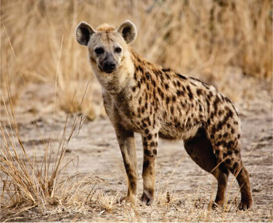 5-Day Amboseli, Naivasha & Nakuru Safari
