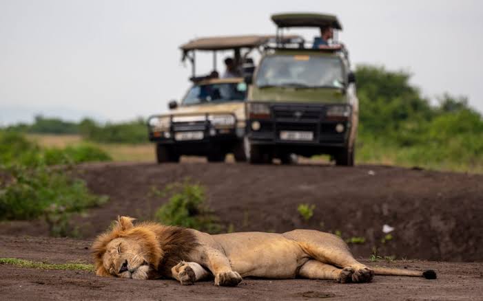 6-Day Amboseli, Nakuru & Masai Mara Safari