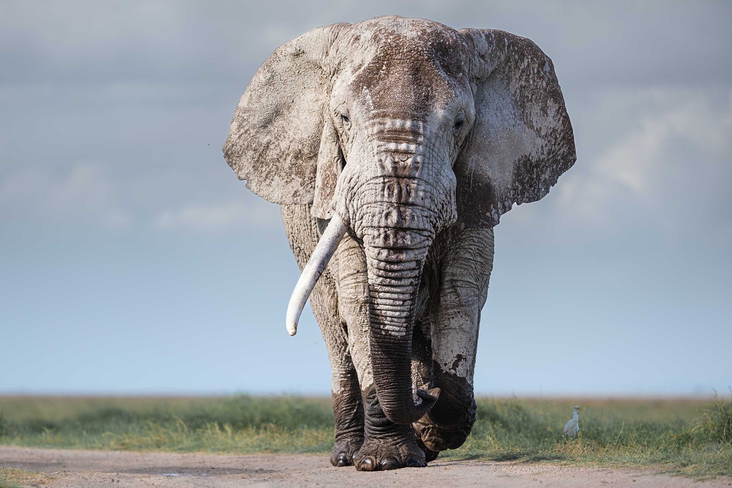 7-Day Amboseli, Naivasha & Masai Mara Safari