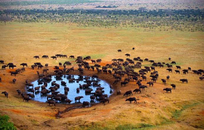 7-Day Amboseli, Tsavo West & Tsavo East Safari
