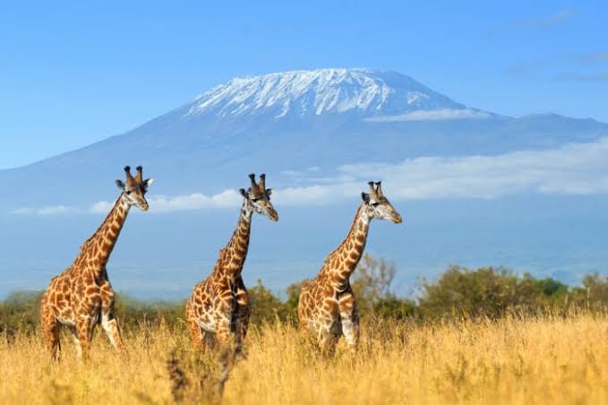 10 Days / 9 Nights Kenya & Tanzania Safari