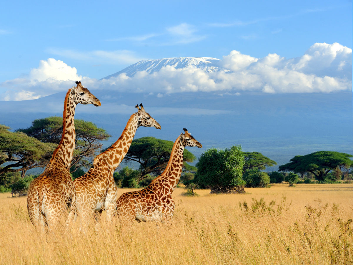 8-Day Kenya Highlights Safari