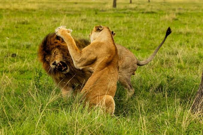 8-Day Northern Kenya Wildlife Safari