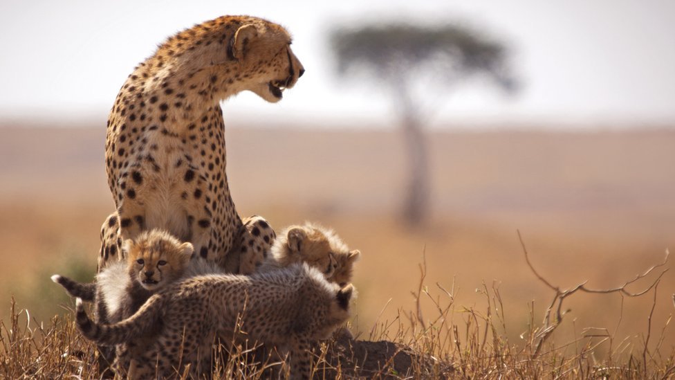 9-Day Classic Kenya Wildlife Safari