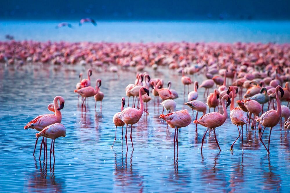3-Day Lake Nakuru Safari