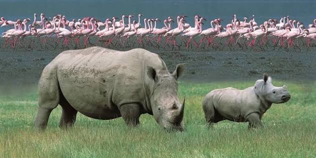 4-Day Lake Nakuru & Masai Mara Safari