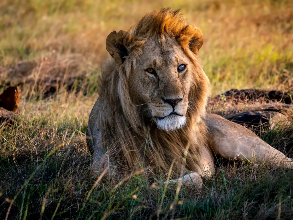 7-Day Masai Mara & Coast Safari