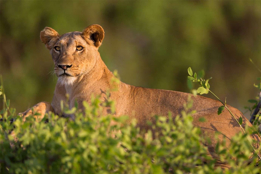 7-Day Samburu, Ol Pejeta & Masai Mara Safari