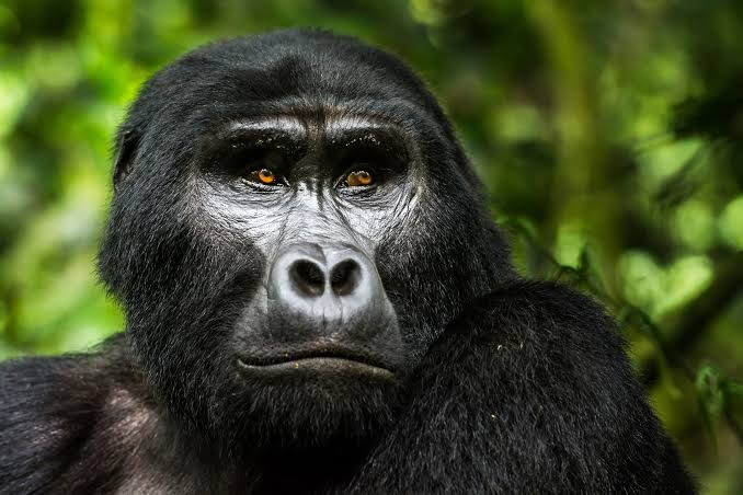 4 Days Uganda Gorilla Fly-In Safari