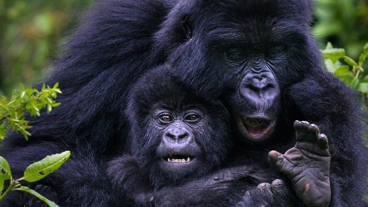 4 Days Uganda Gorilla Fly-In Safari
